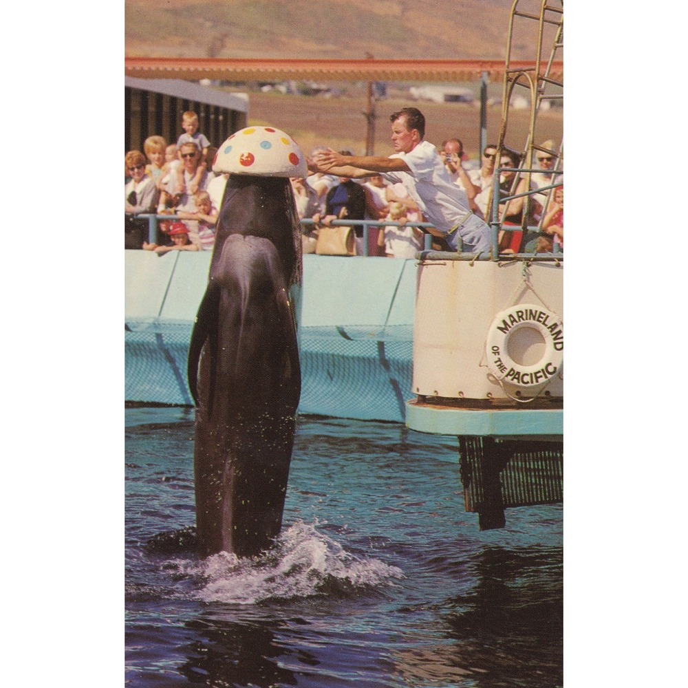 Vintage 1960 Marineland Bubbles Whale Postcard MCM Nautical Roadside GW-61B